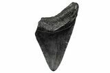 Bargain, Fossil Megalodon Tooth - South Carolina #341498-1